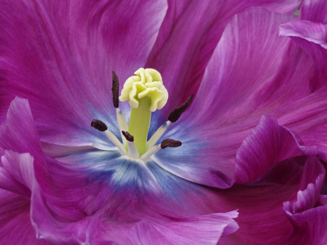 обои Красивый цветок с фиолетовыми лепестками фото
