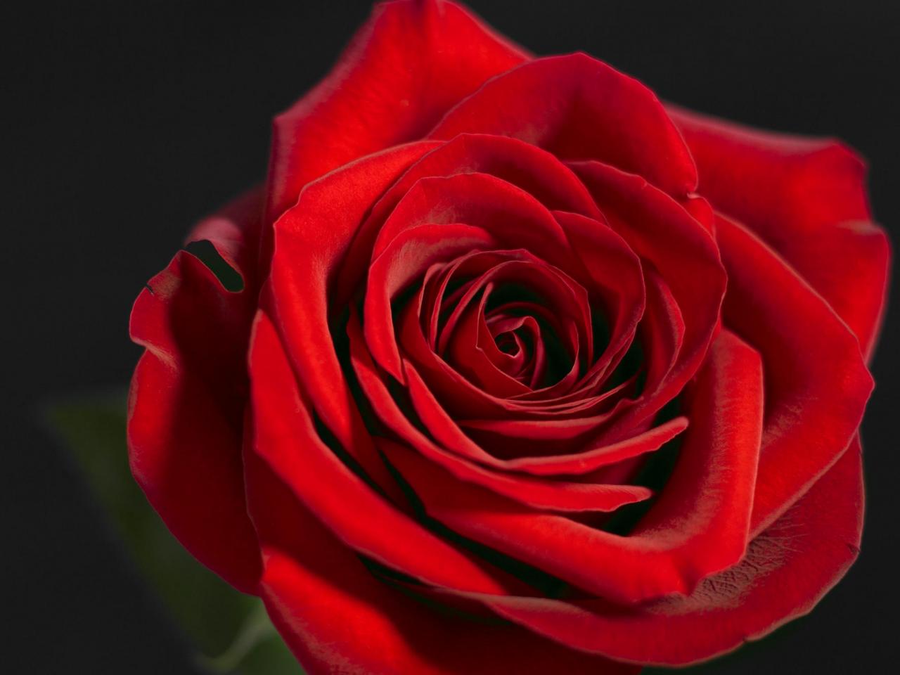 обои Красная роза на черном фоне фото