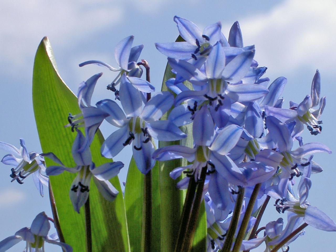 обои Красивые синие цветы фото