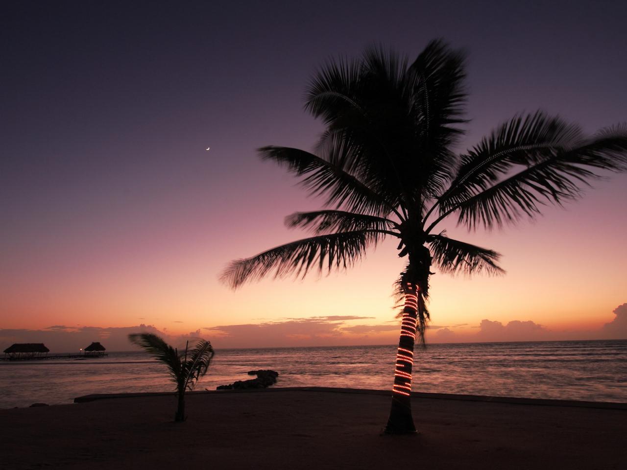 обои Пальма на фоне заката фото
