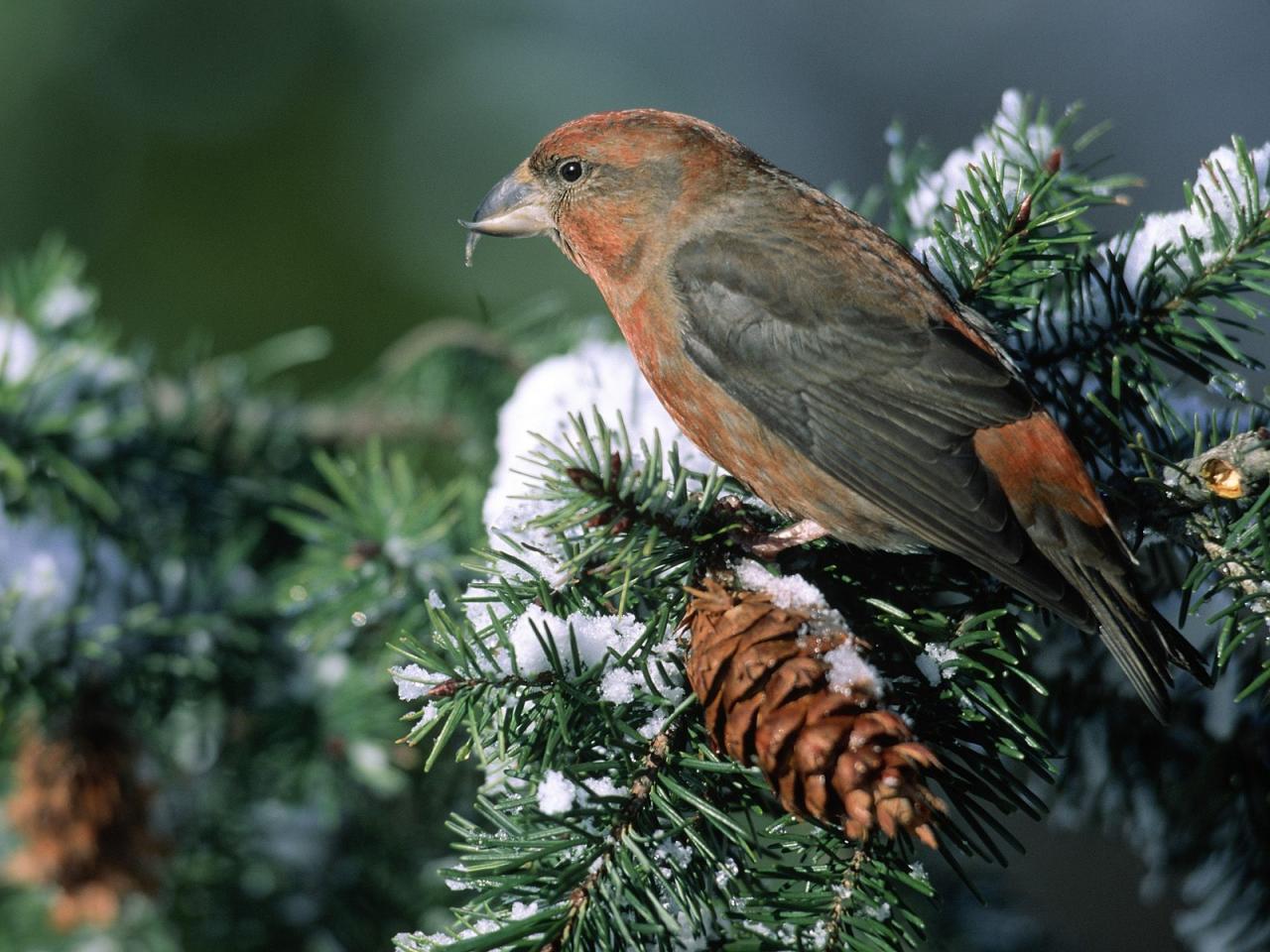 обои A Bird in a Pine Tree фото