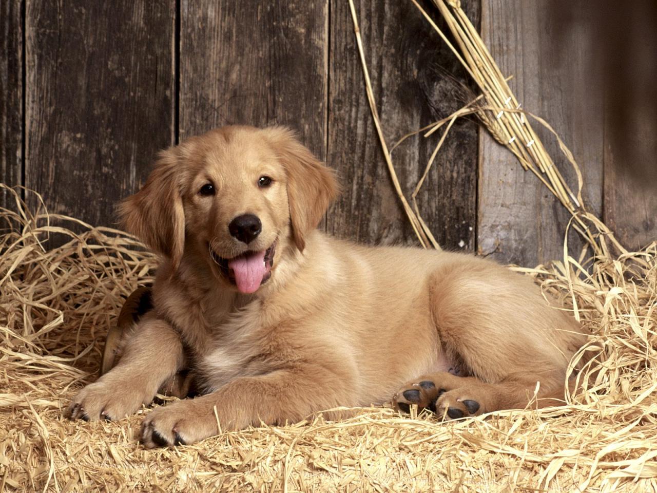 обои American Kennel Club Golden Retriever фото