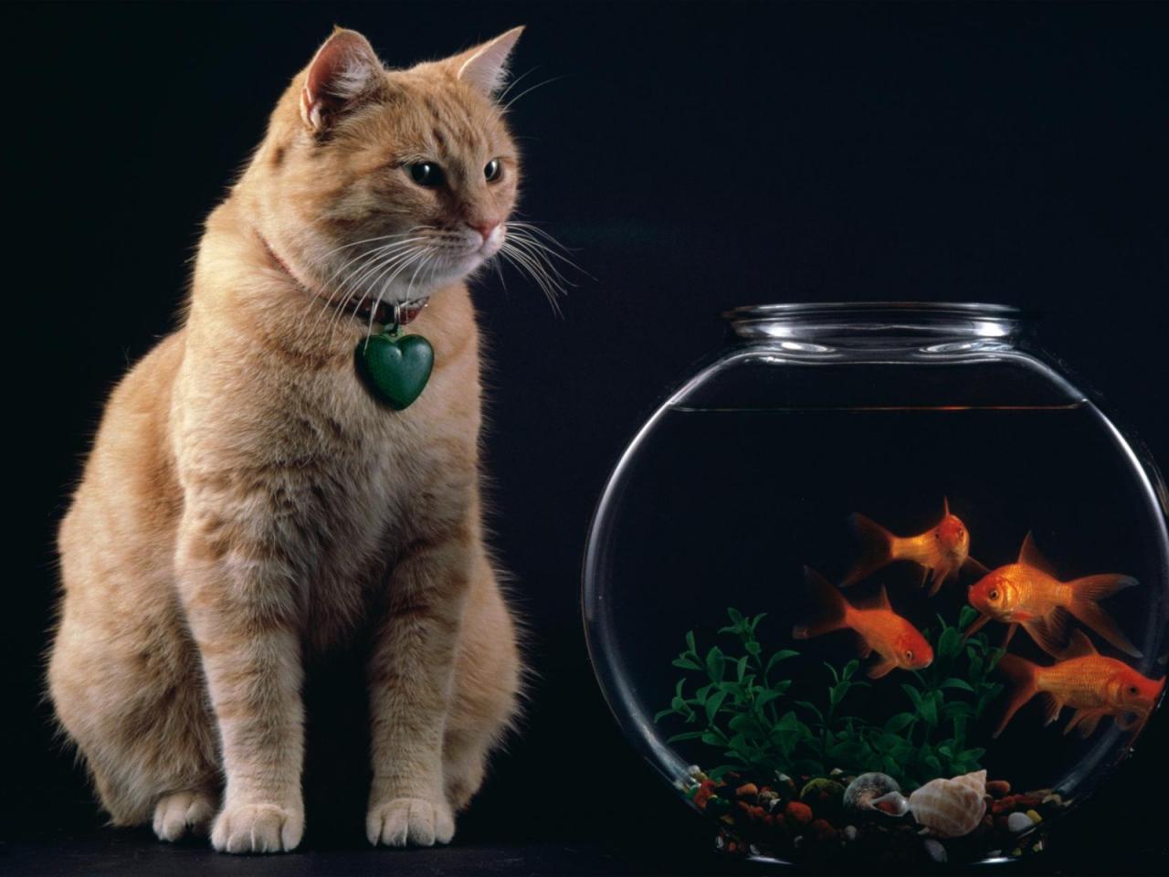 обои Temptation - Cat and Goldfish Bowl фото