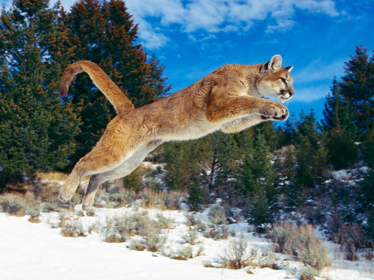 обои Leaping Bobcat фото