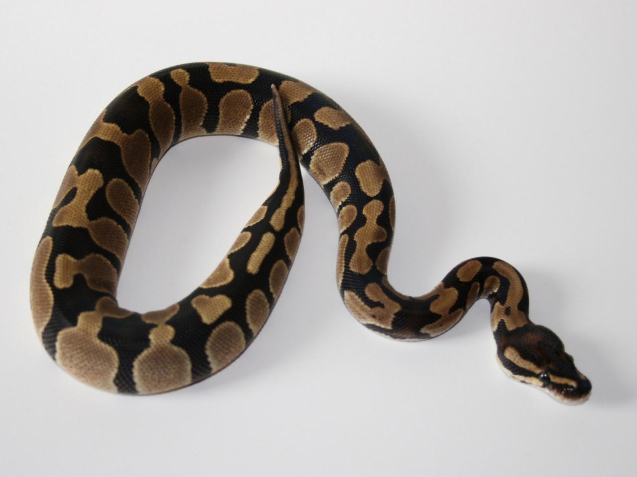 обои Camo Copperhead Snake фото