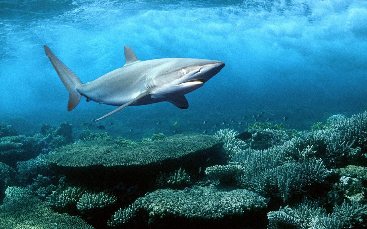 обои Silky Shark,   Red Sea,   Egypt фото