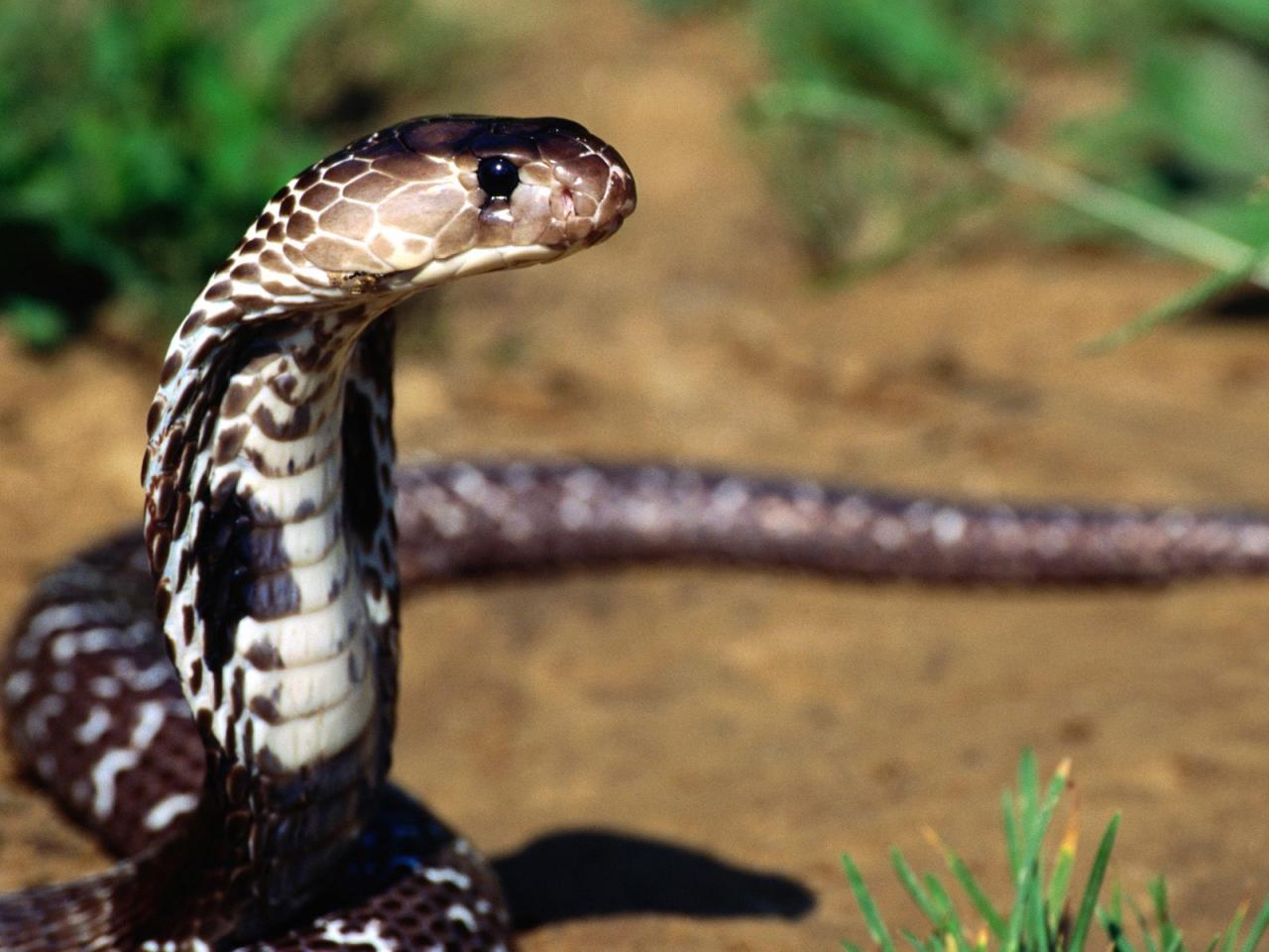 обои Slithery Presence Indian Cobra фото