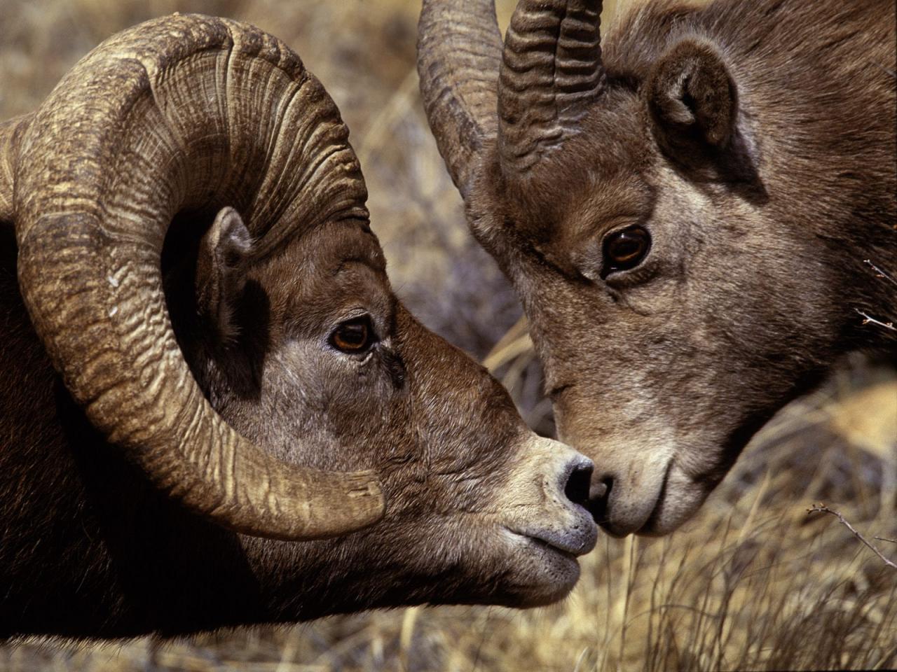 обои Big Horn Ram and Ewe фото