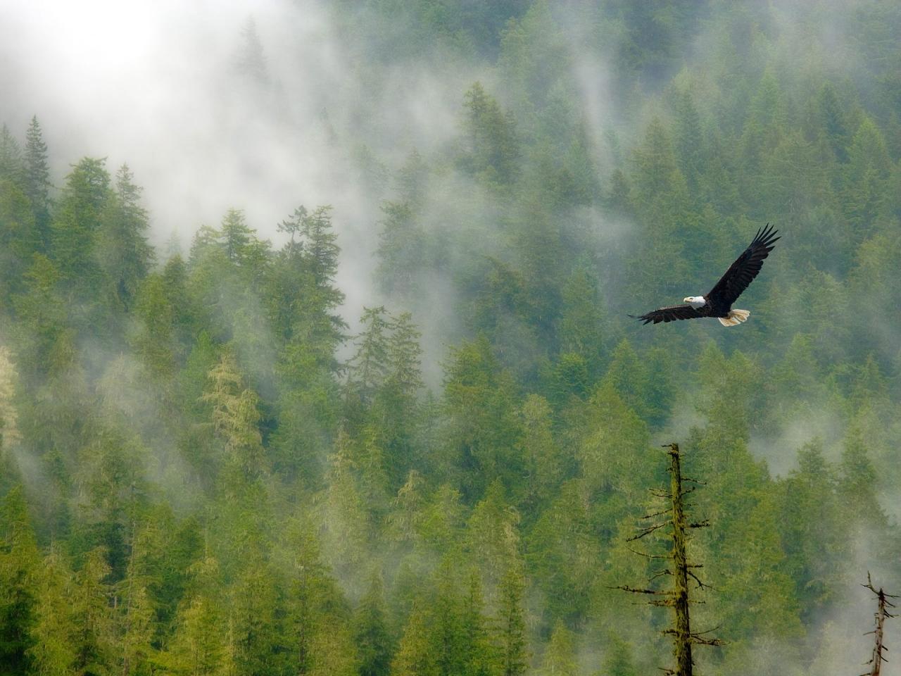 обои Bald Eagle and Foggy Forest фото