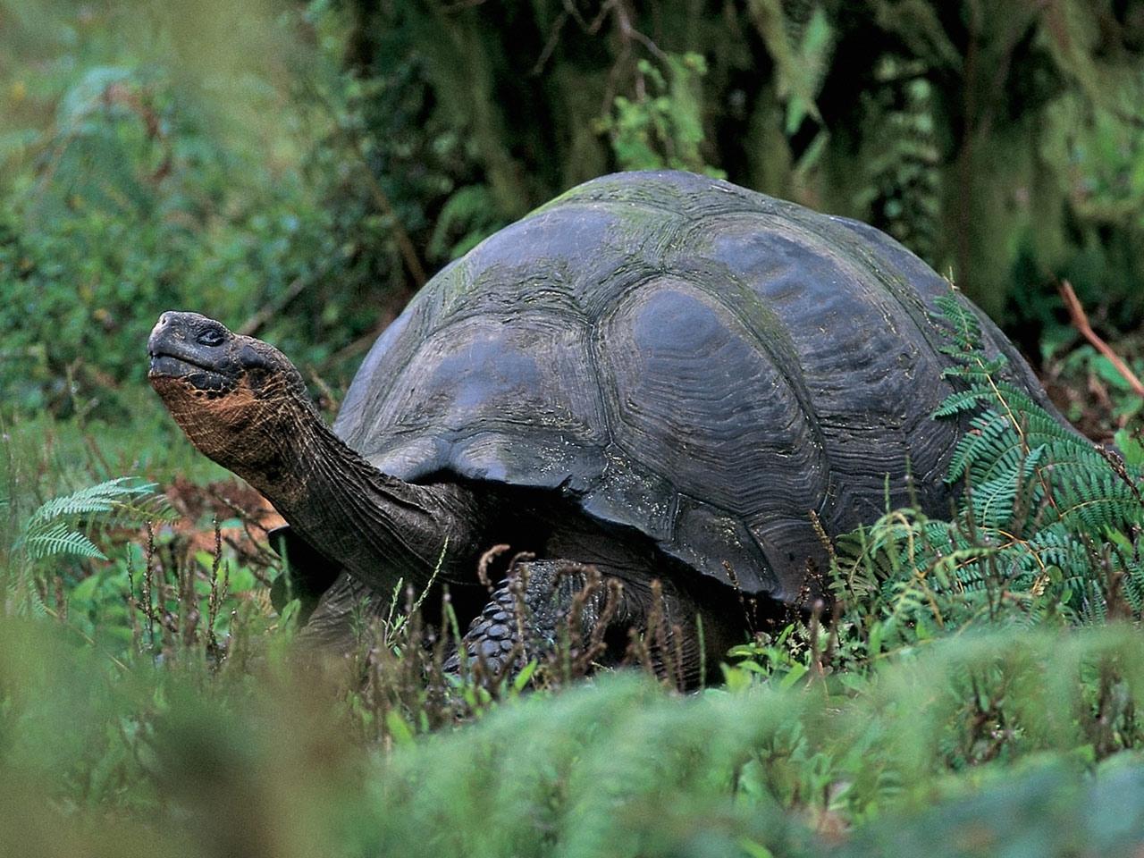 обои Giant Tortoise фото