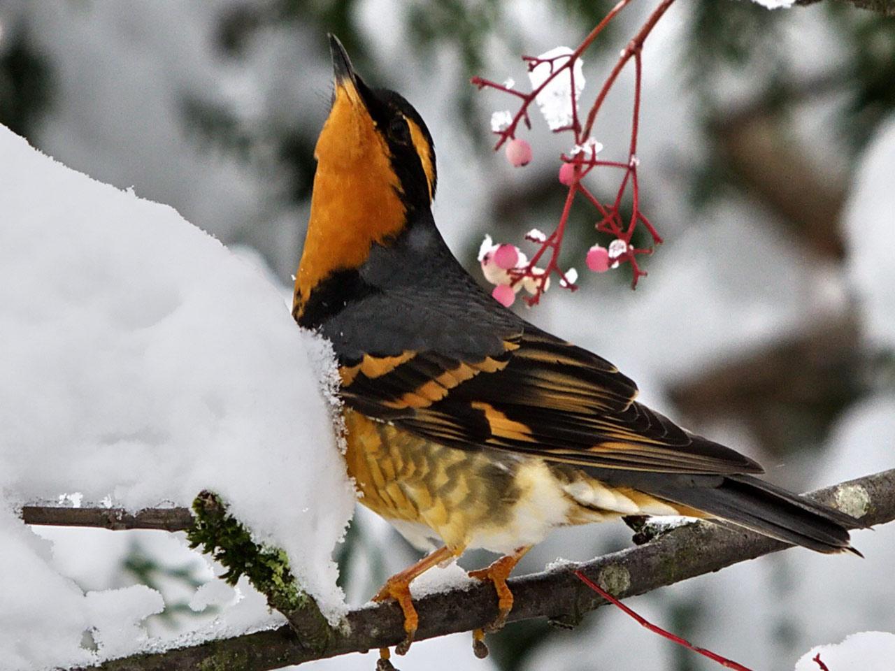 обои Varied Thrush,   Bird of North America фото