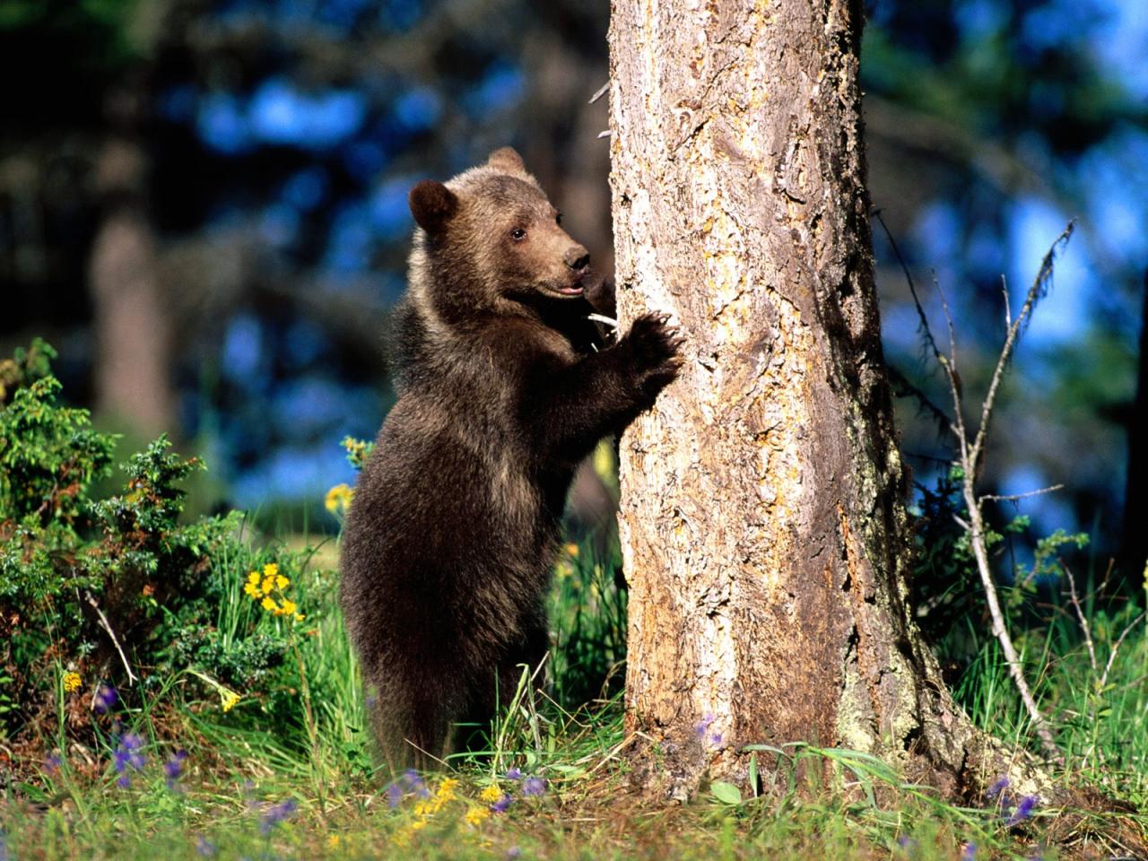 обои Grizzly Bear Cub фото