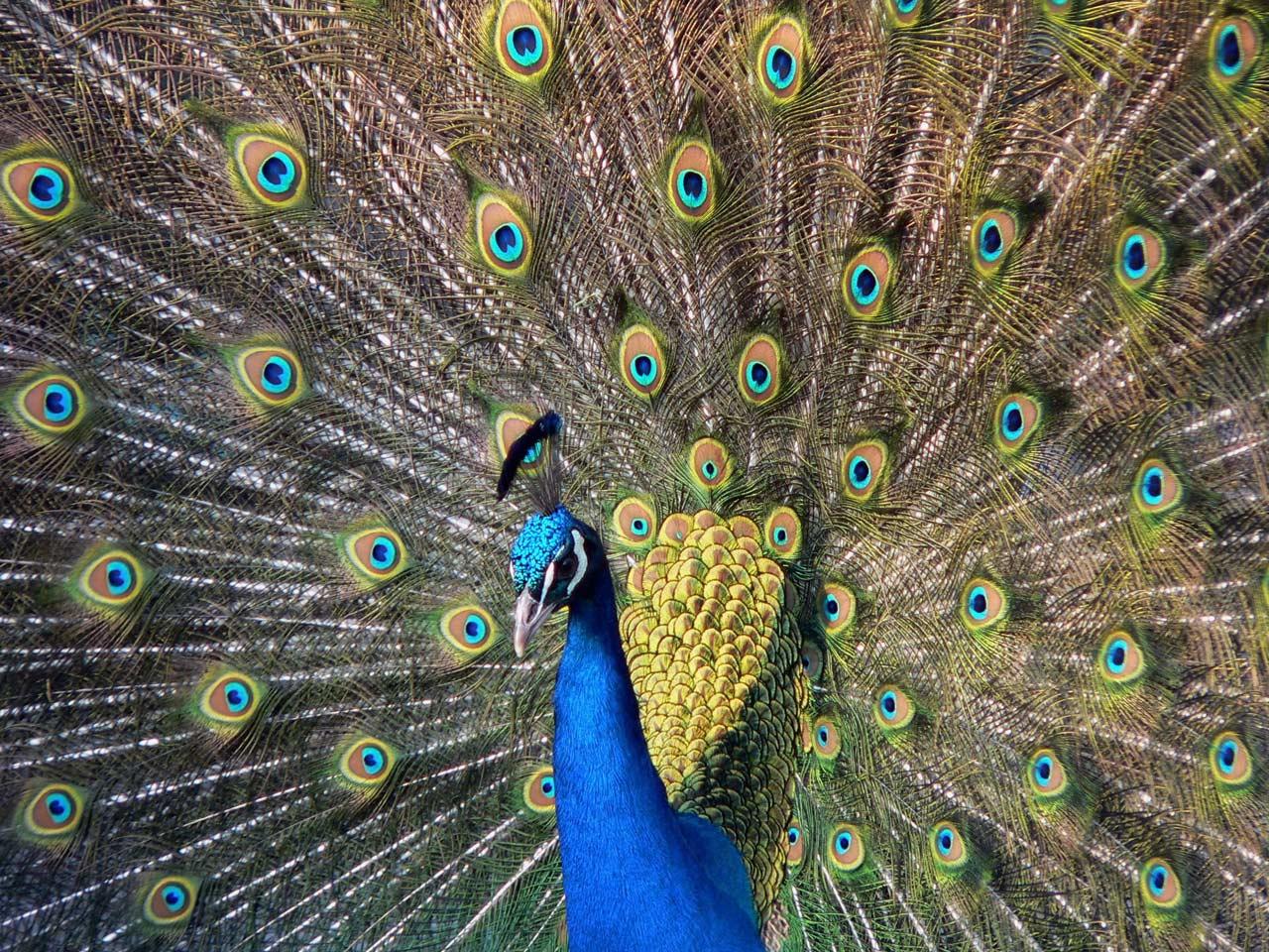 обои Blue Peafowl Photo фото