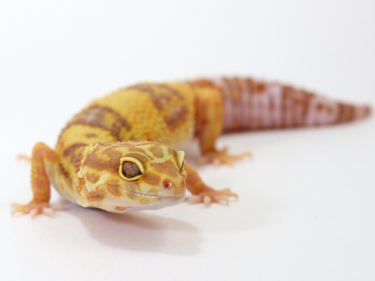 обои Tangerine Rainwater Albino Leopard Gecko фото