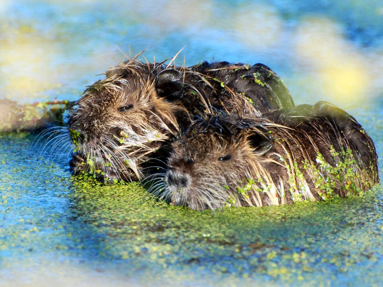 обои Two Nutria Rats Doze фото