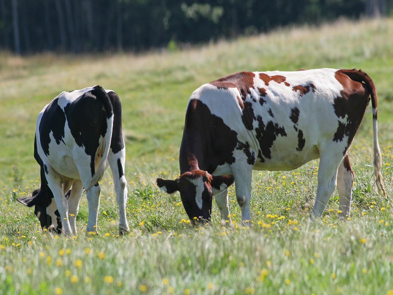 обои Cows on Pasture фото