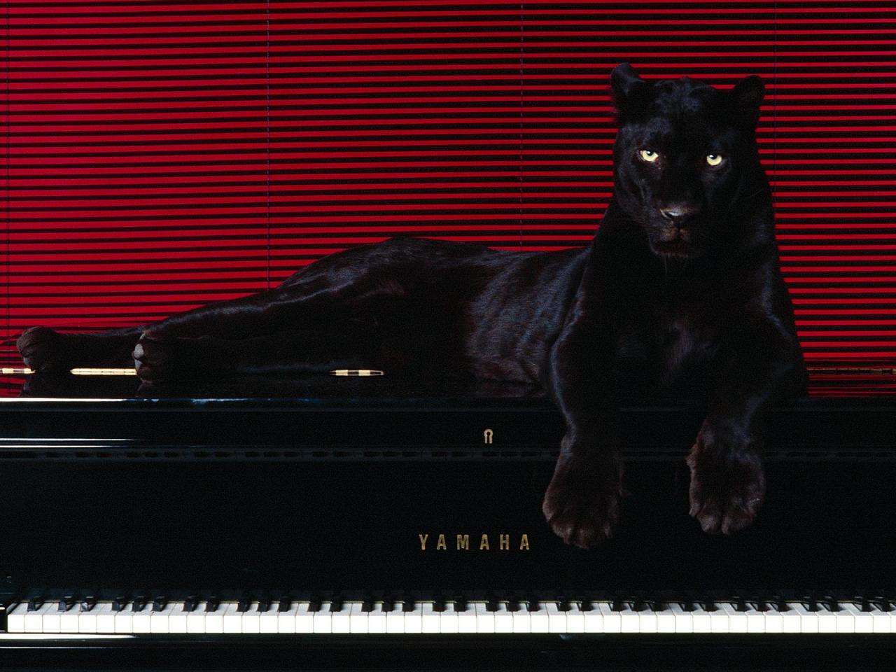 обои The Panther on the Piano фото