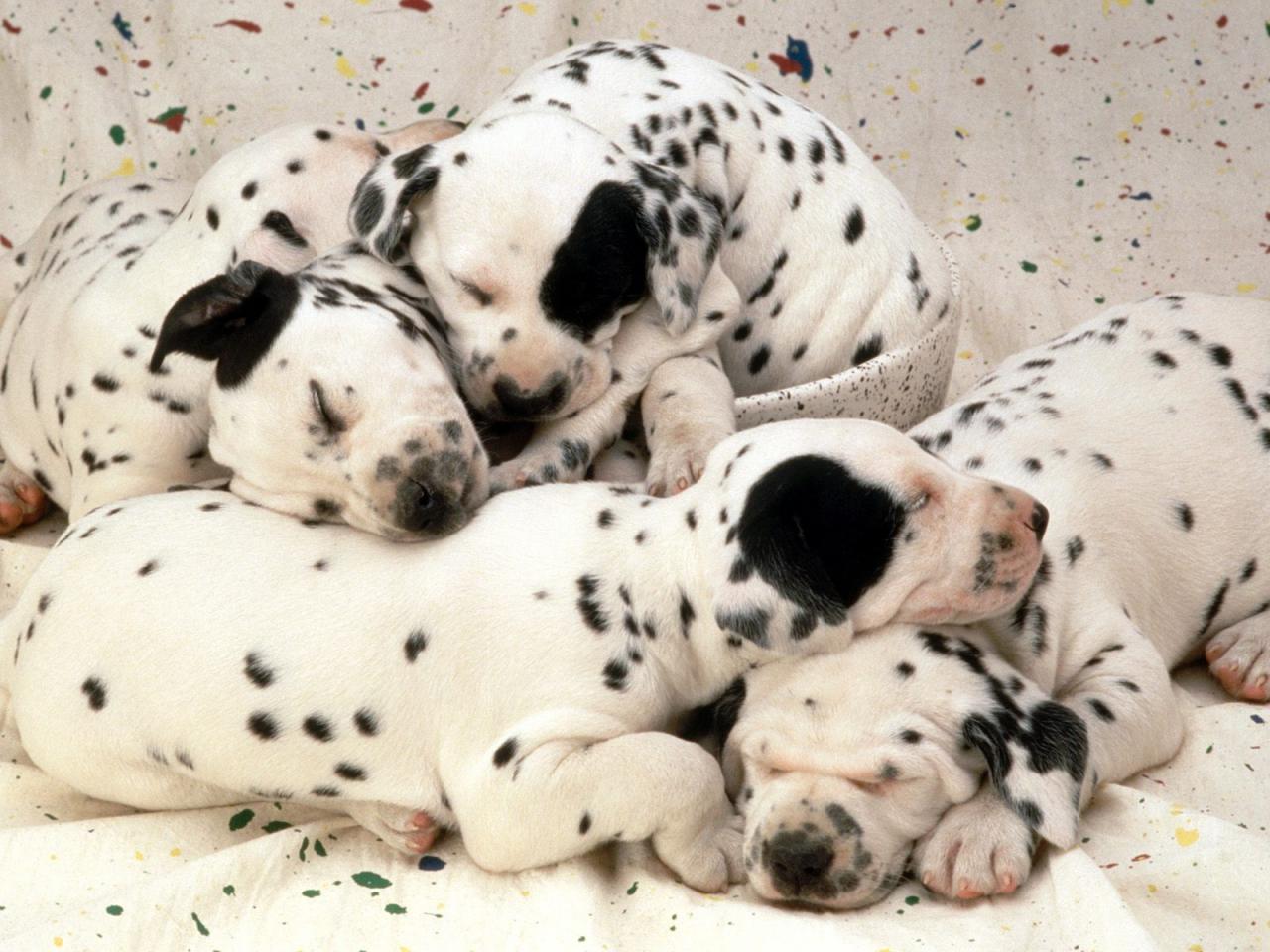 обои Sweet Dreams,   Dalmatian Puppies фото