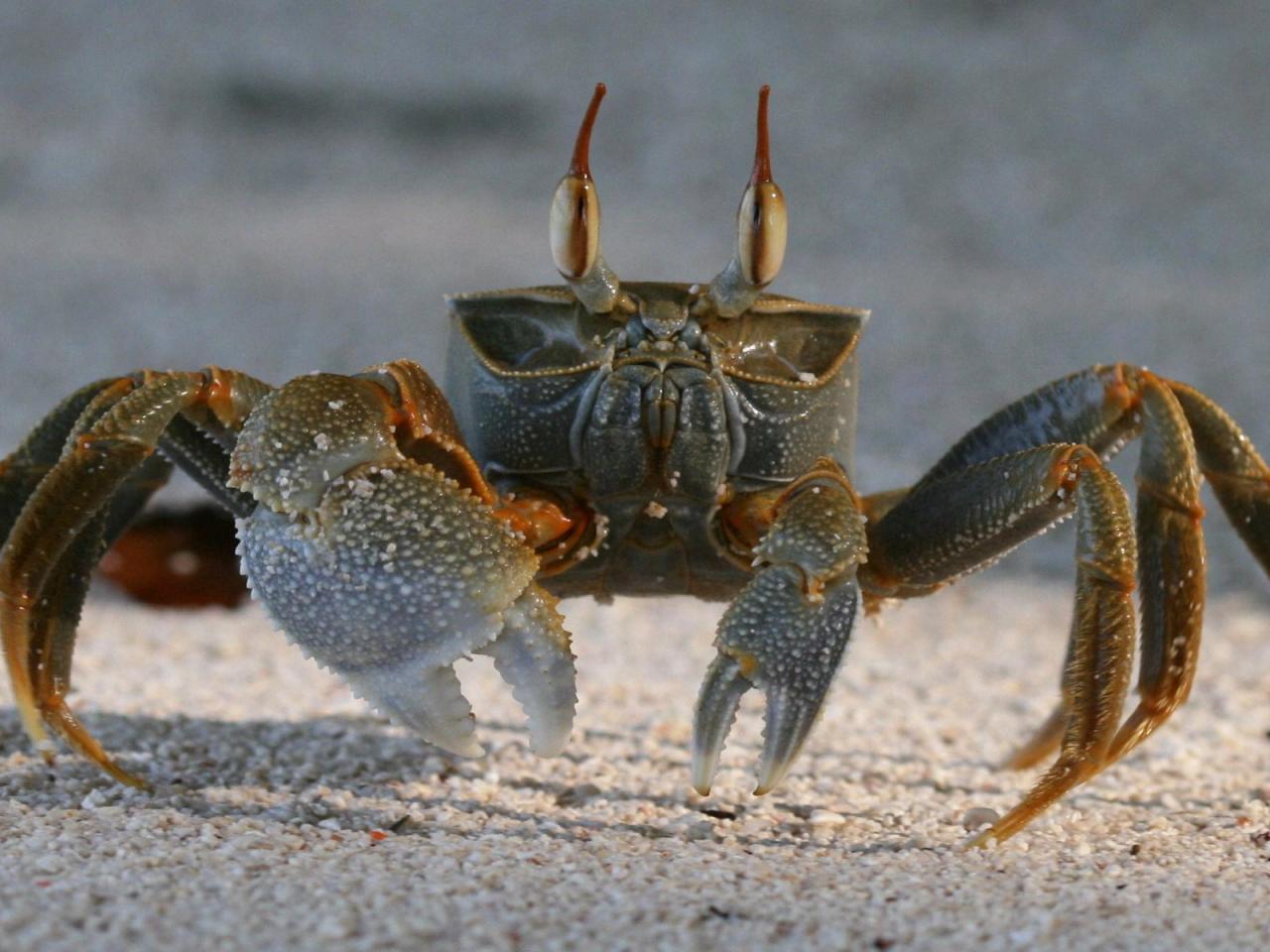 обои Sand Crab Wallpaper фото