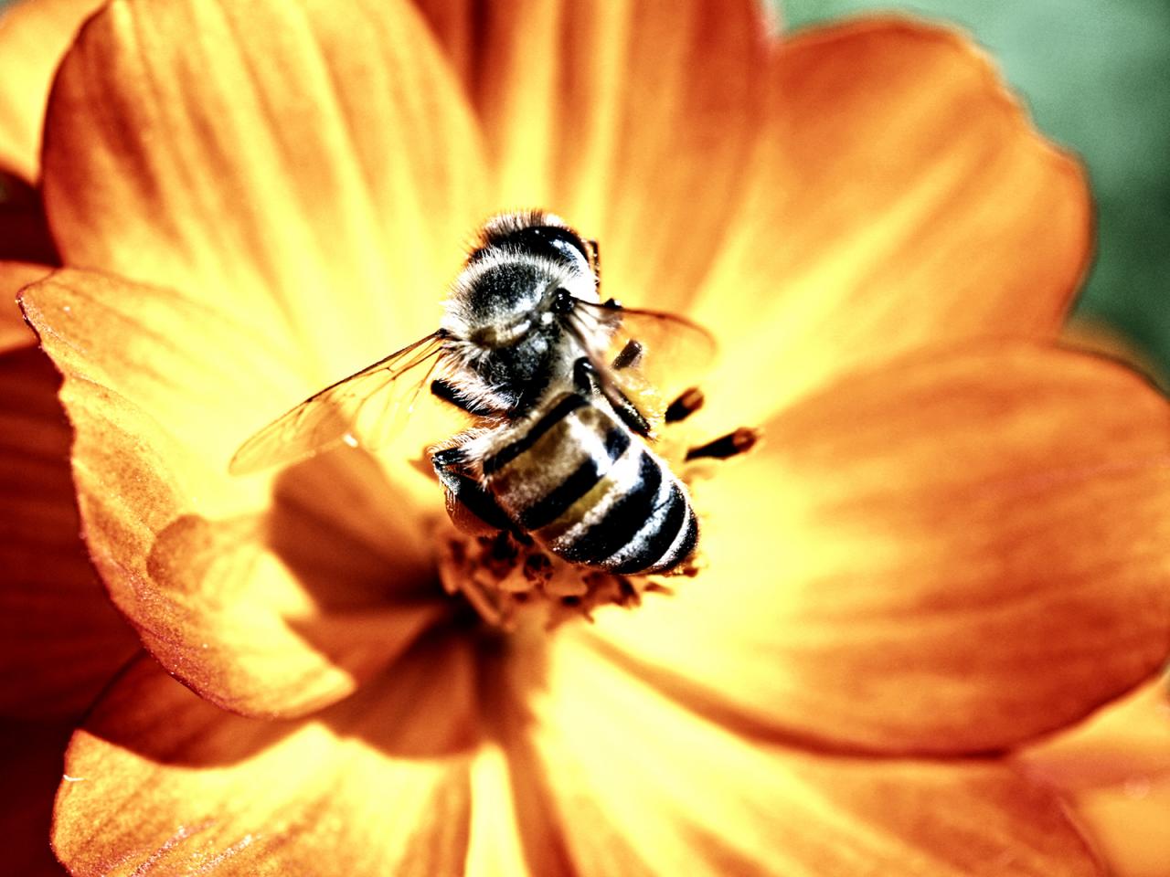 обои Пчёлка на жёлтом цветке фото
