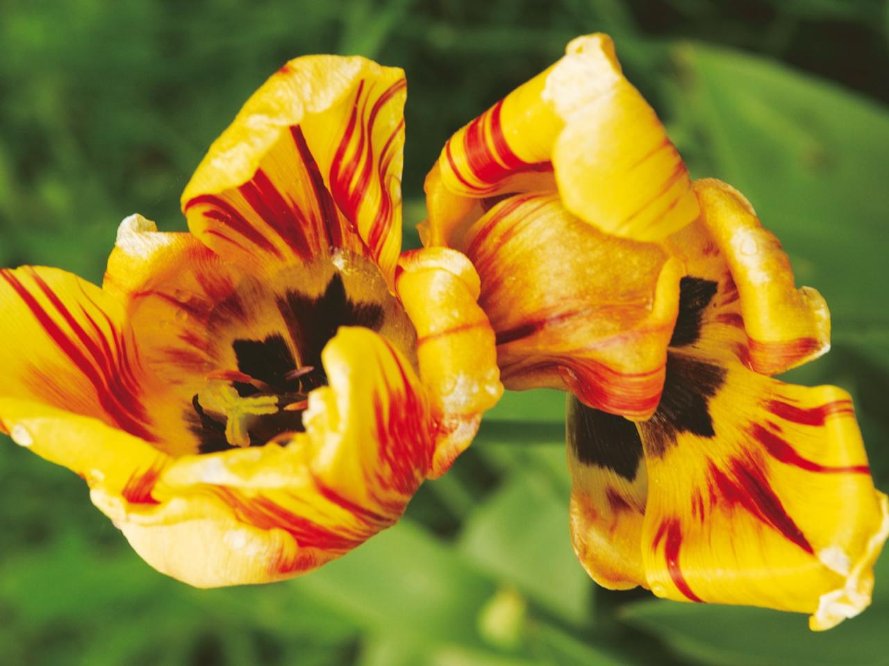 обои Желтые тюльпаны в саду фото