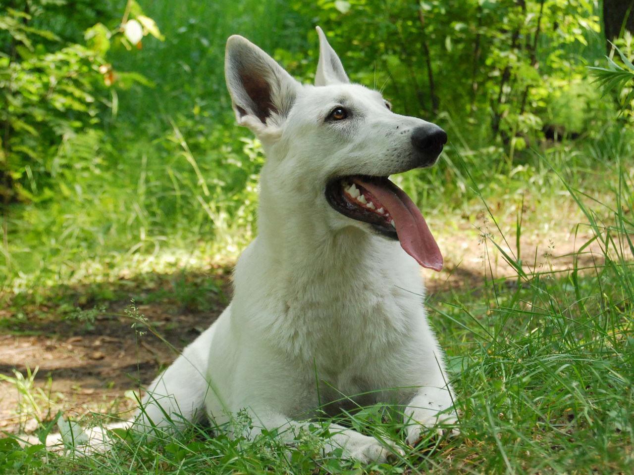 обои Berger Blanc Suisse dog фото