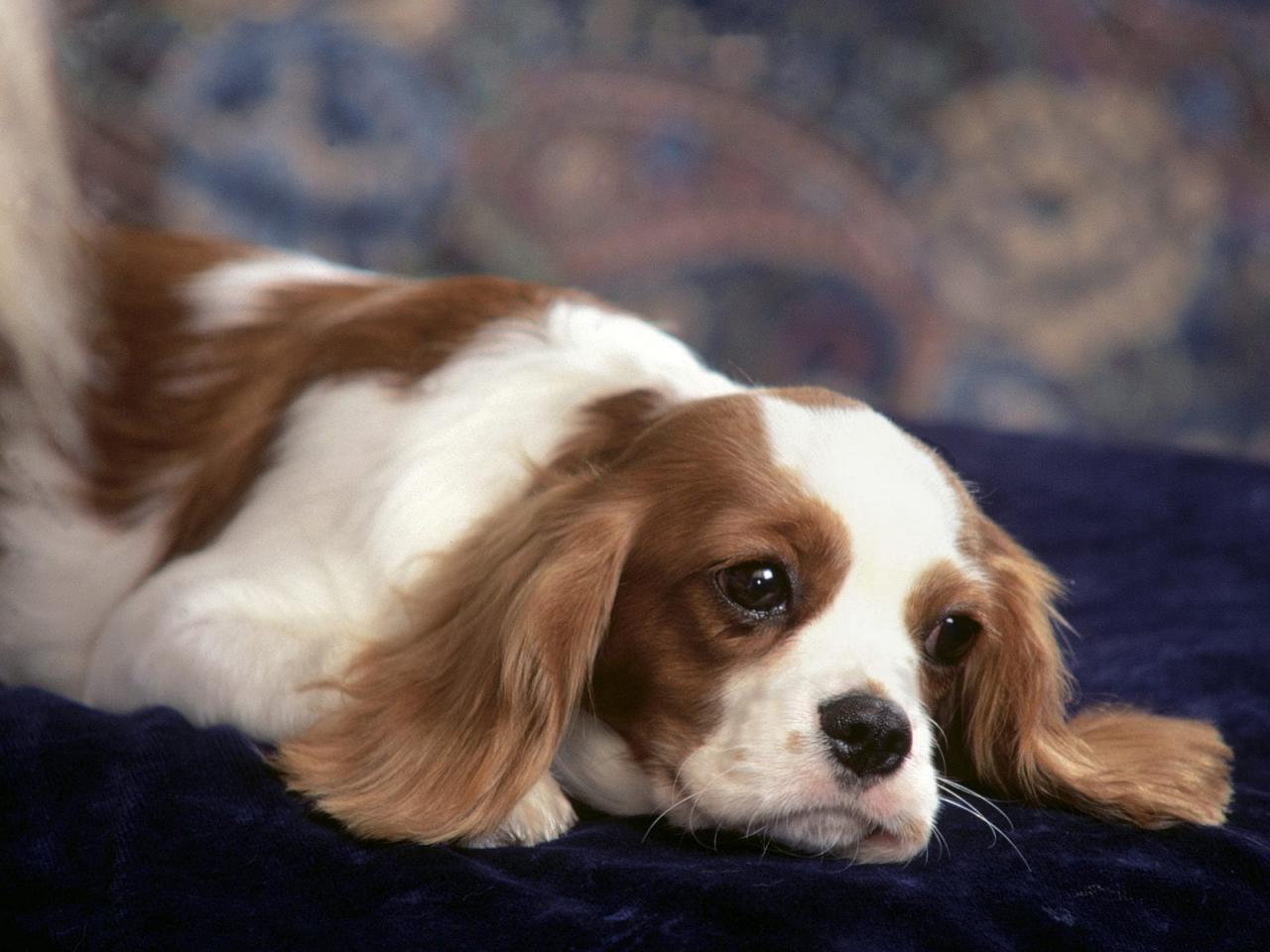 обои Cavalier King Charles Spaniel puppy фото