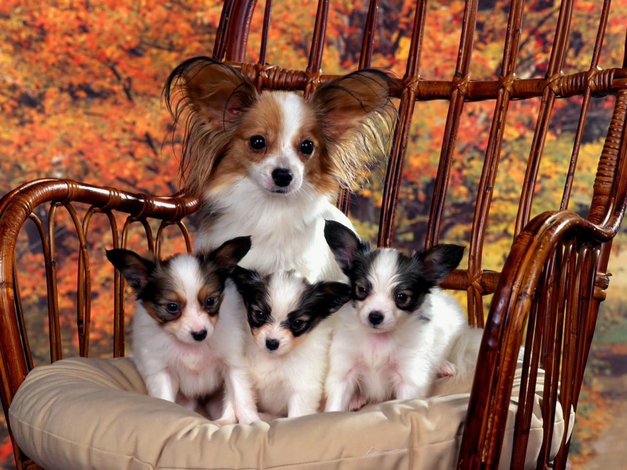 обои Chihuahua dog and puppies фото