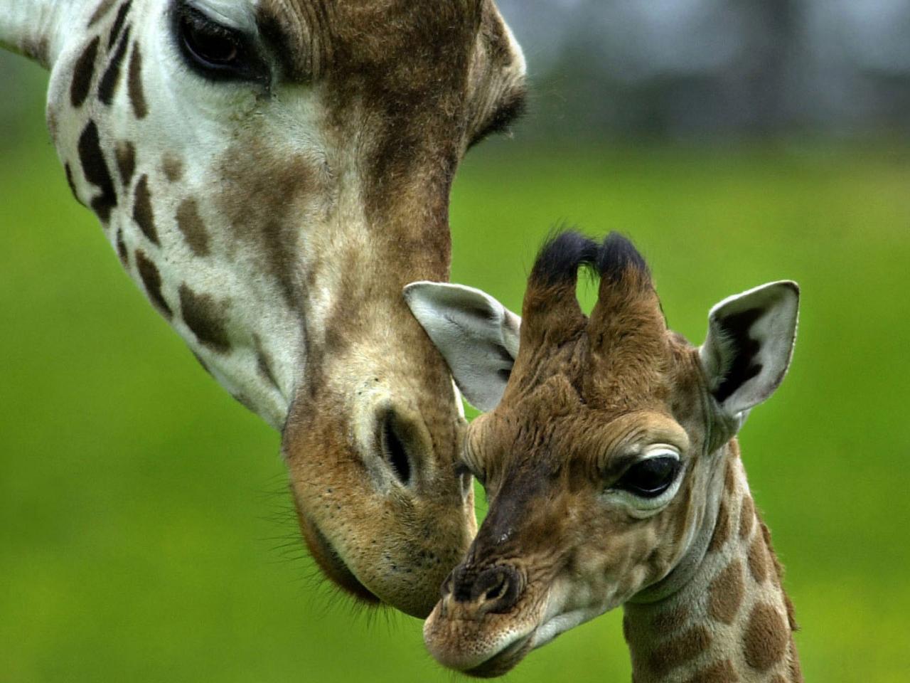 обои Giraffes - Loving Mother фото