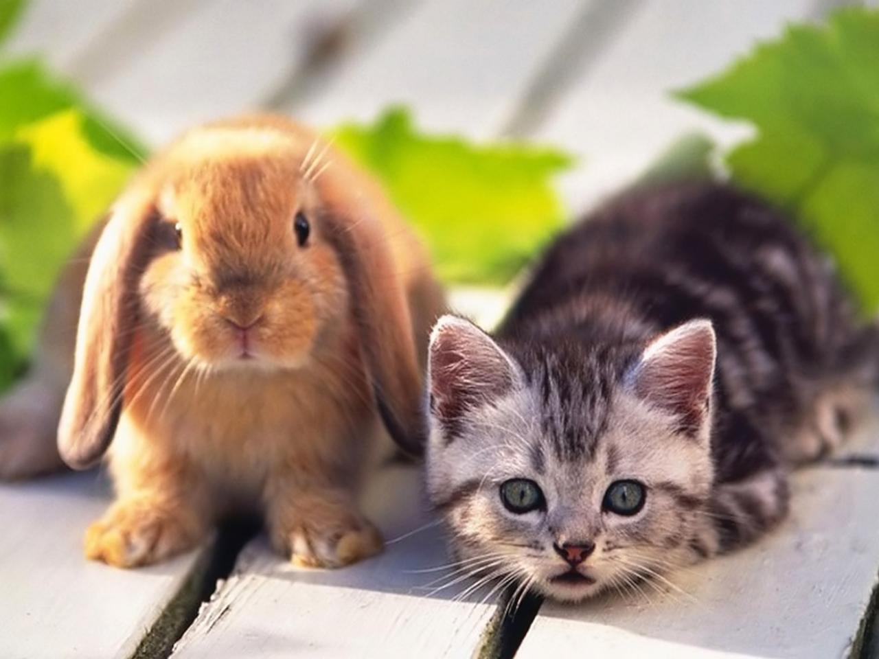 обои Kitten and Rabbit фото