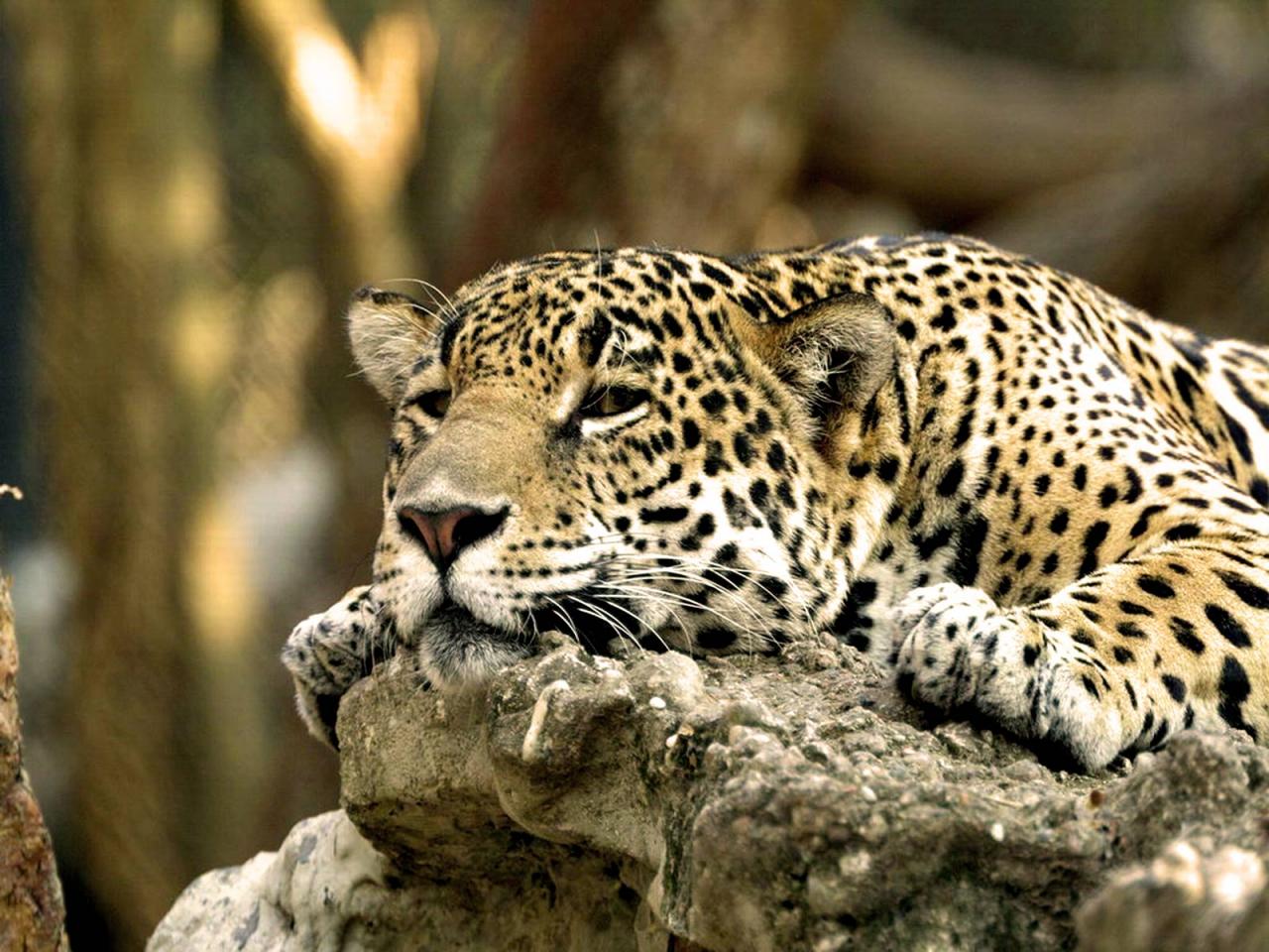 обои Leopard,   Africa фото