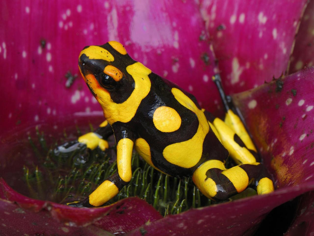 обои Poison dart frog фото