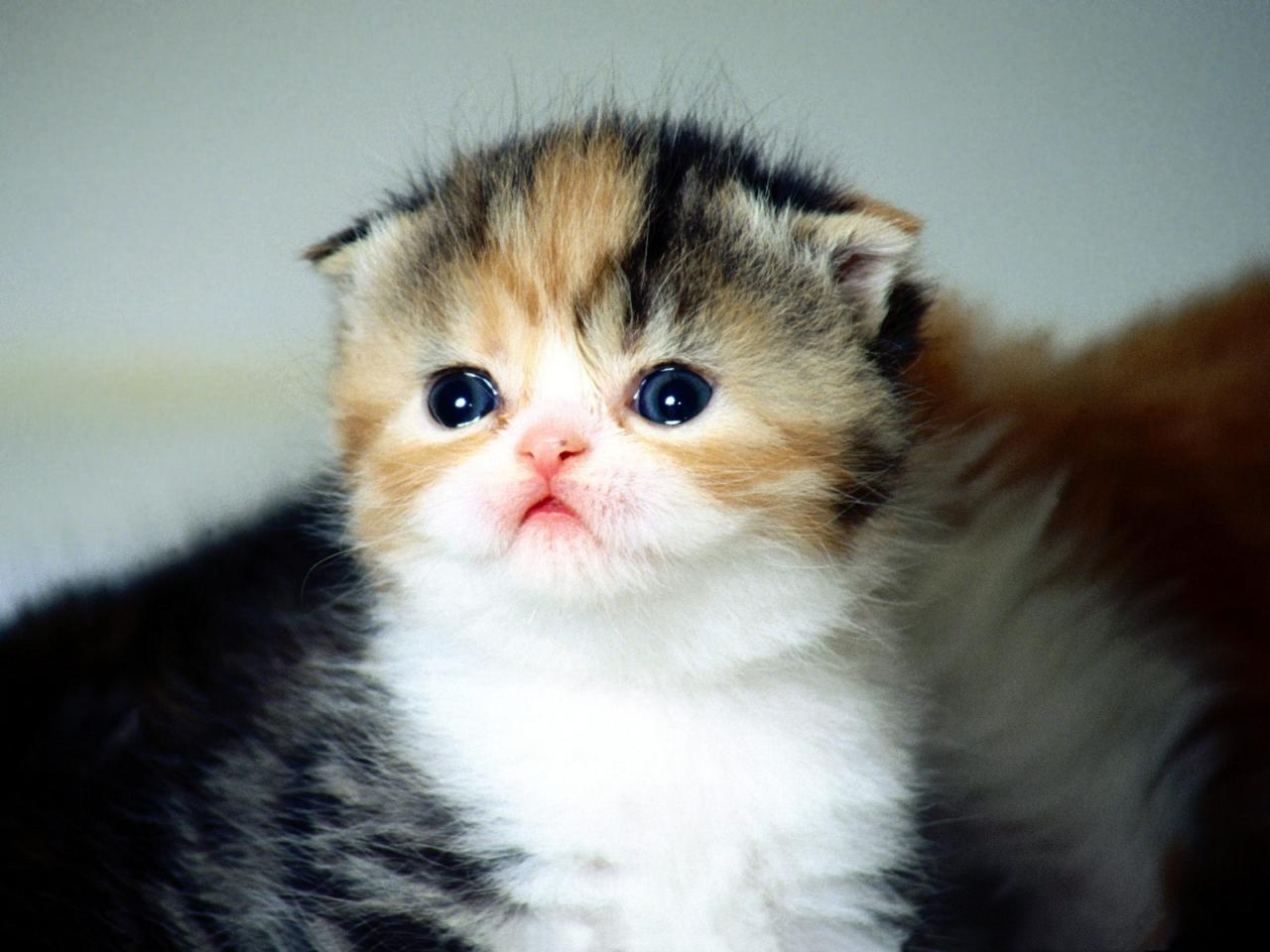 обои Scottish Fold kitten фото