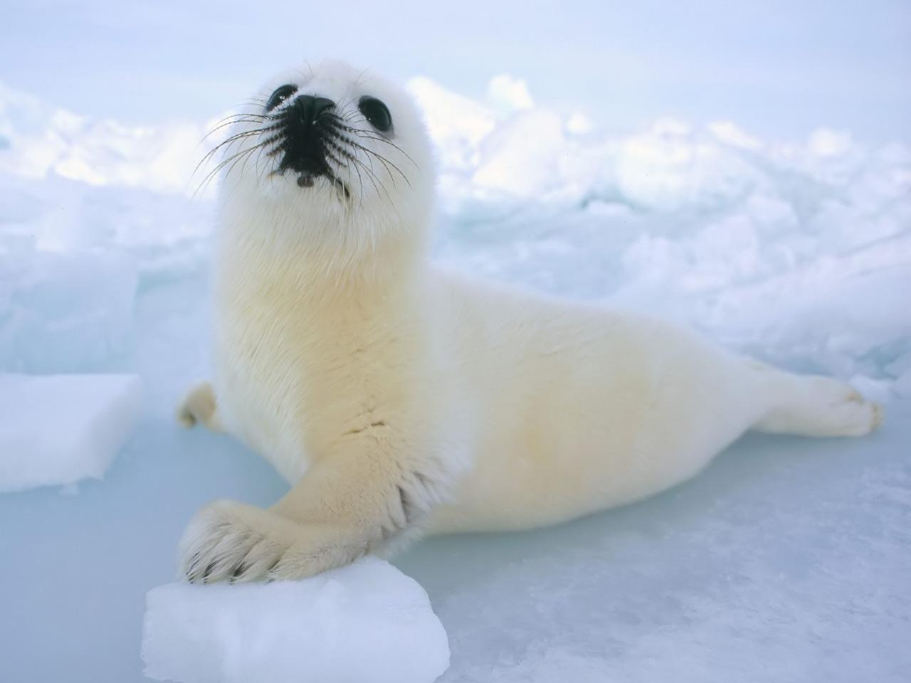 обои Seal baby фото