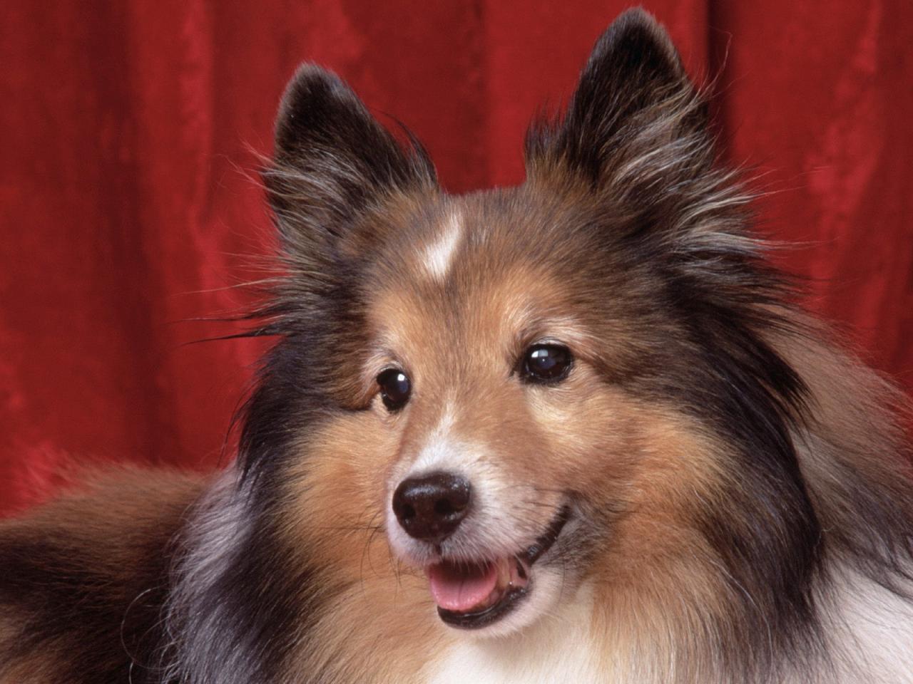 обои Shetland Sheepdog Dog фото