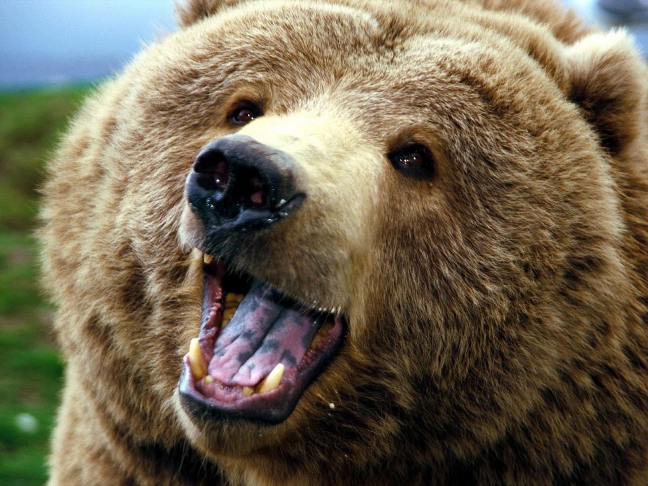 обои The brown bear - large bear фото