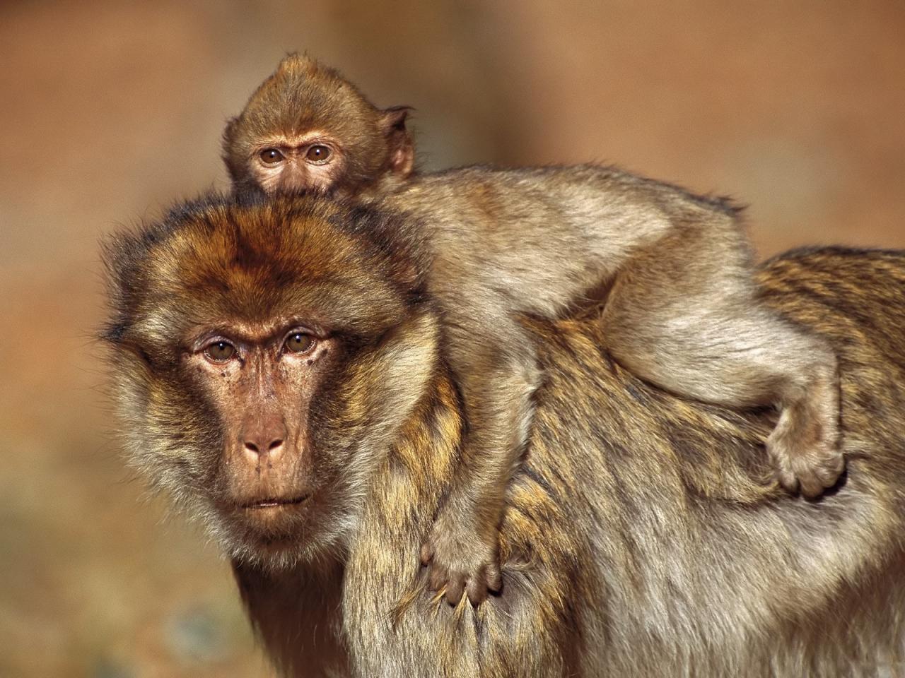 обои Yellow Baboon with its young фото