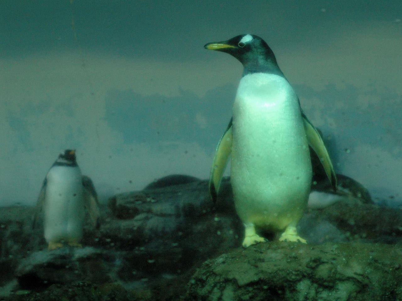обои Пингвин на камнях фото
