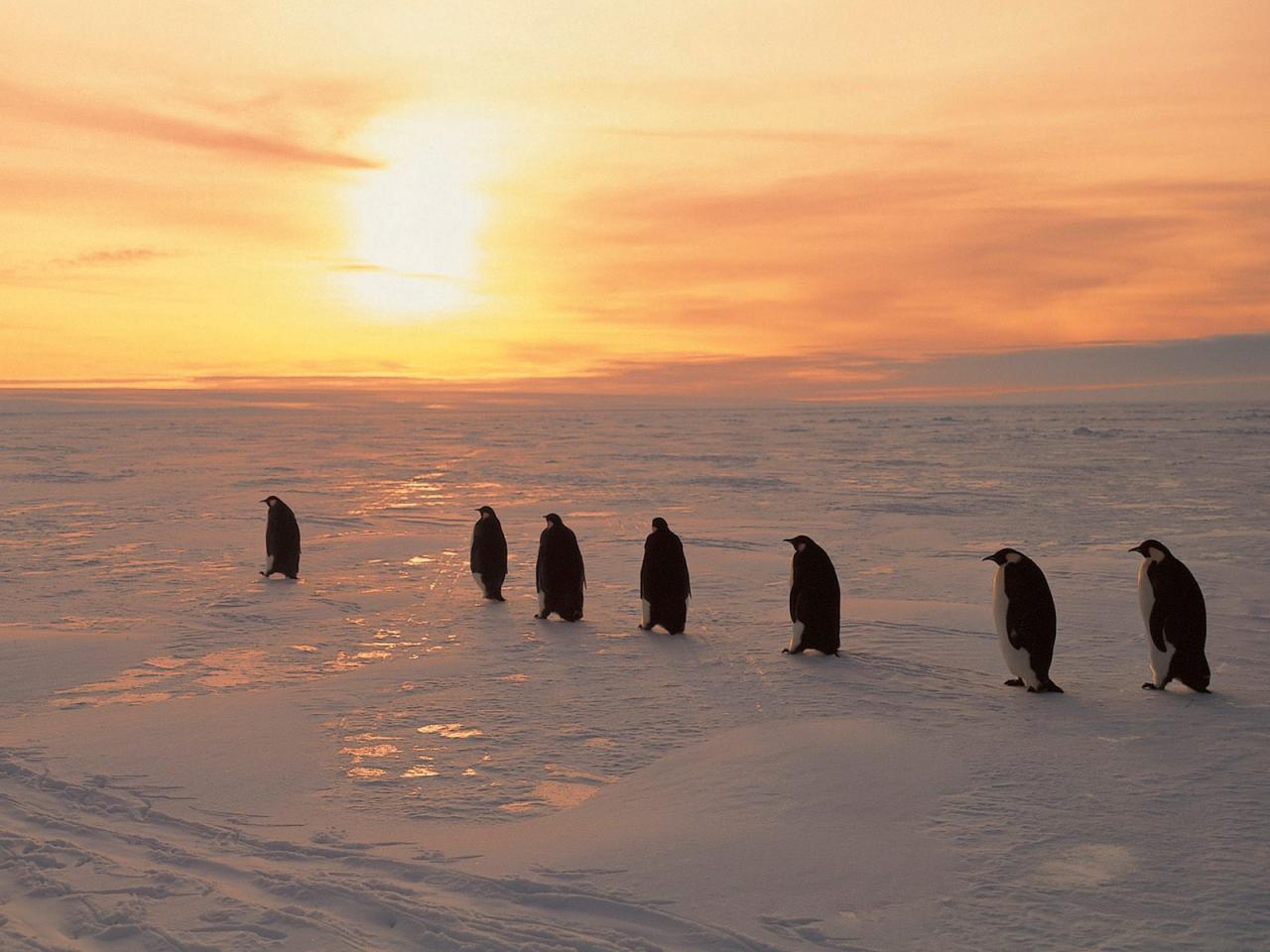 обои Пингвины на льду фото