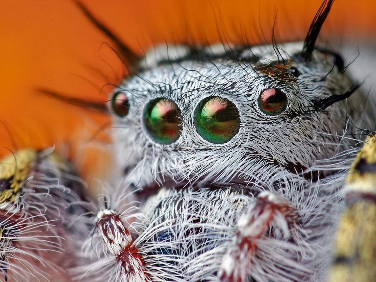 обои Eye of the spider фото