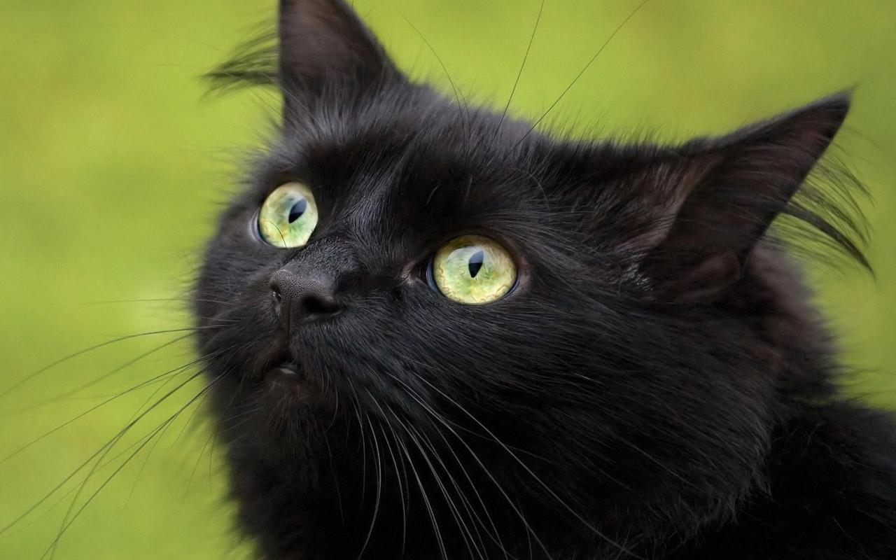 обои Черный кот на лужайке фото