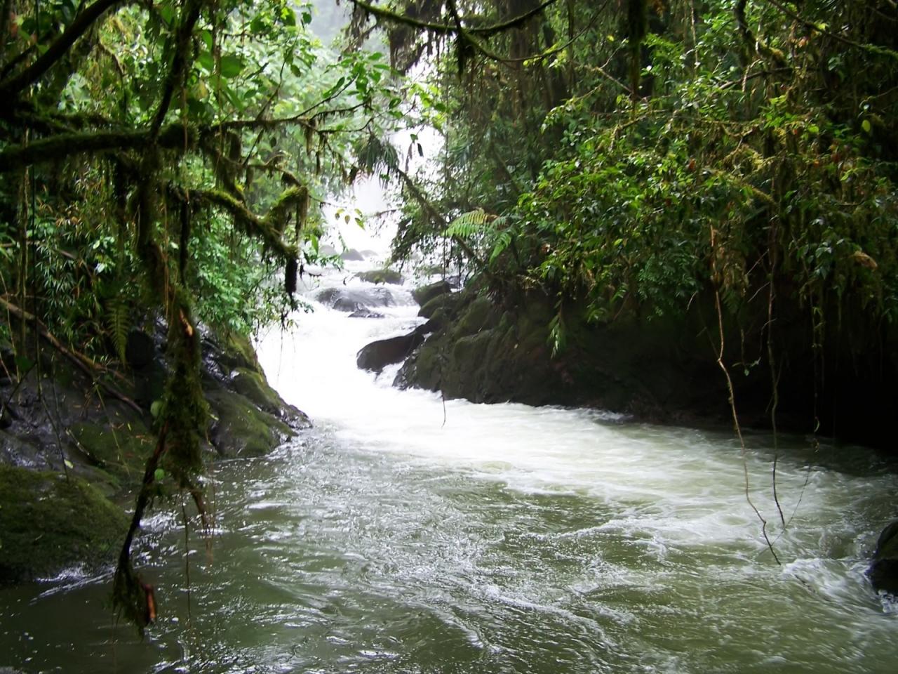 обои Большая река в лесу фото