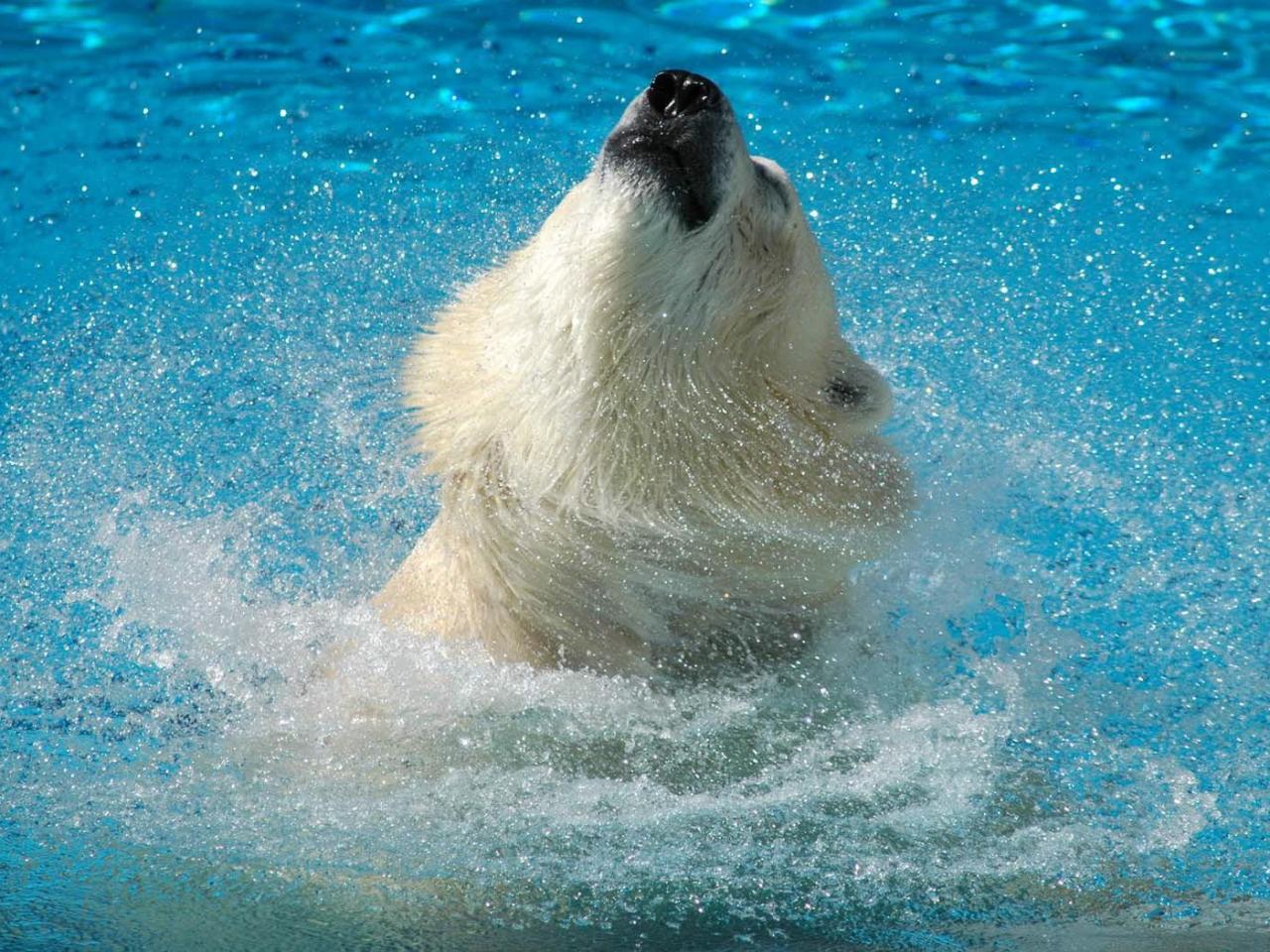 обои Белый медведь купаеца в чистой воде фото