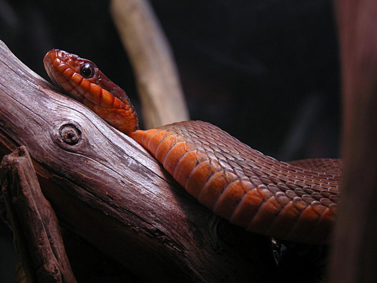 обои Красно коричневая змея фото