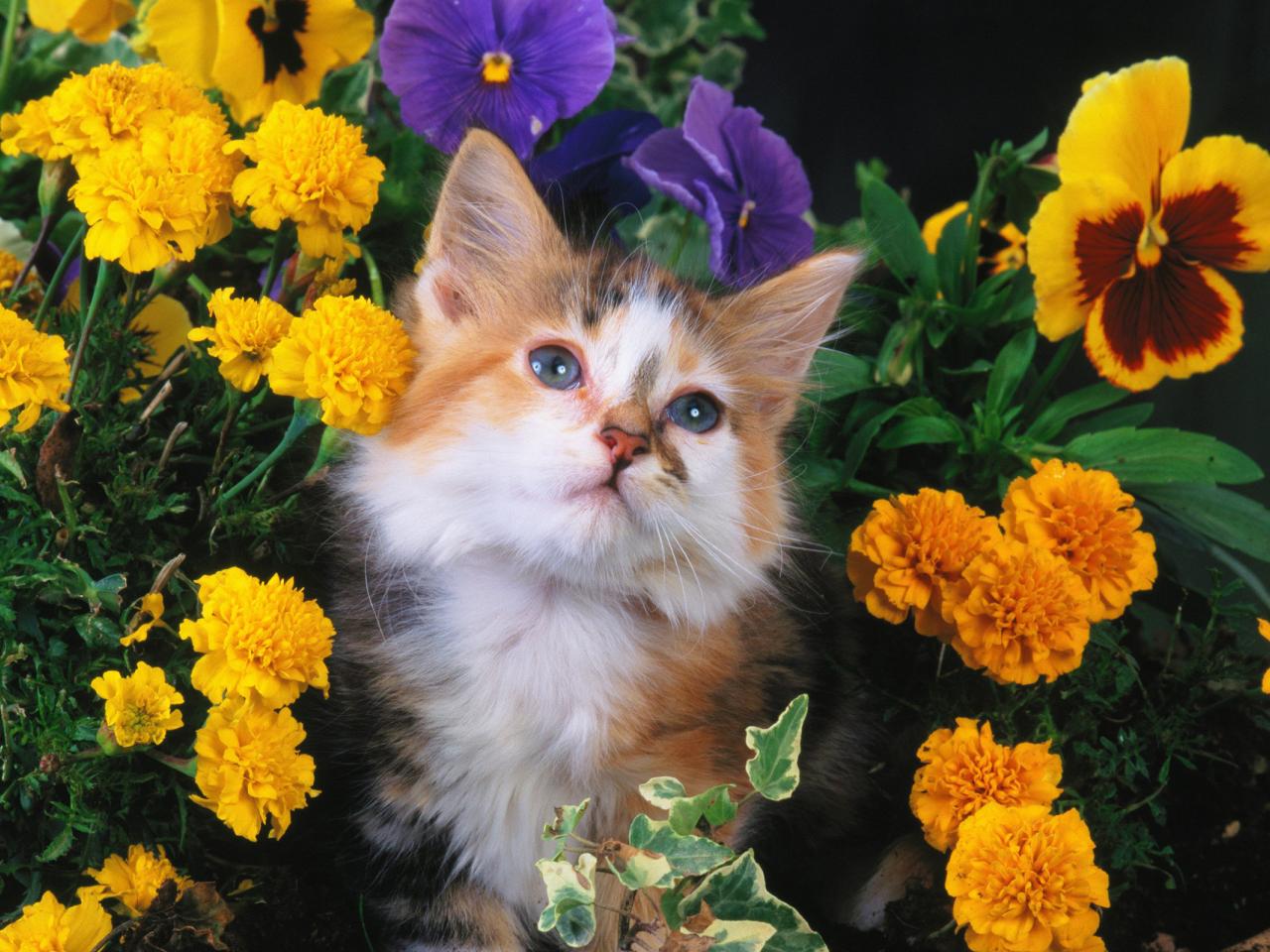 обои Кошка в красивых цветах фото