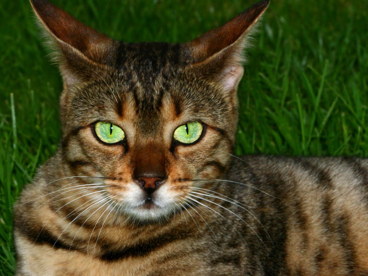 обои Пятнистый кот на траве фото