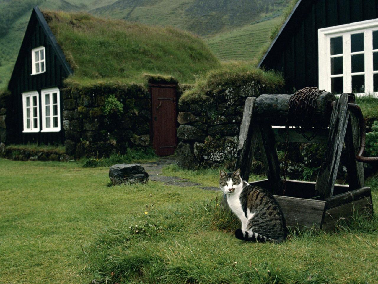 обои Кот у колодца в деревне фото