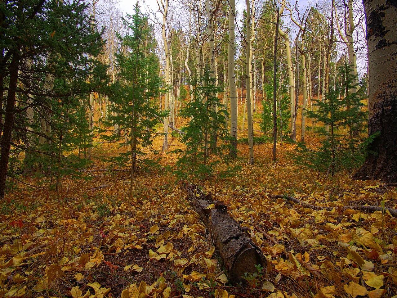 обои Вглубине леса фото