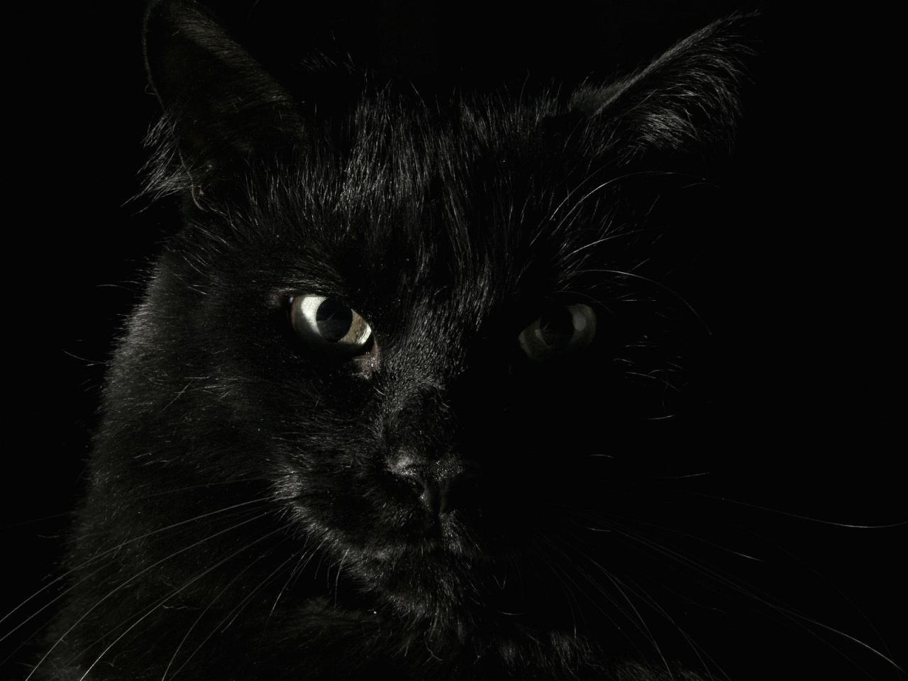 обои Тёмная кошка фото