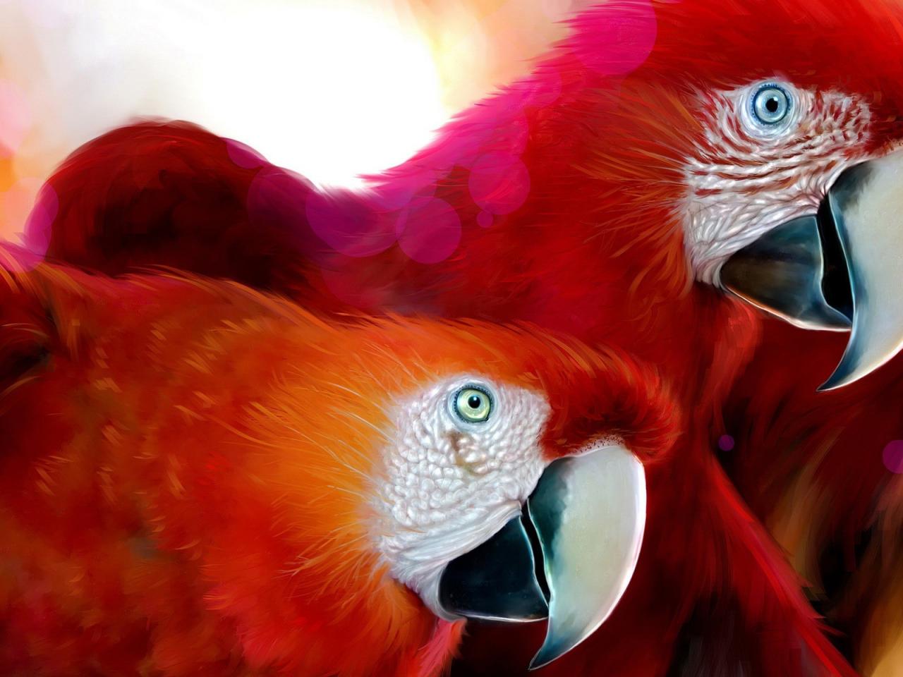 обои Прекрасные попугаи фото